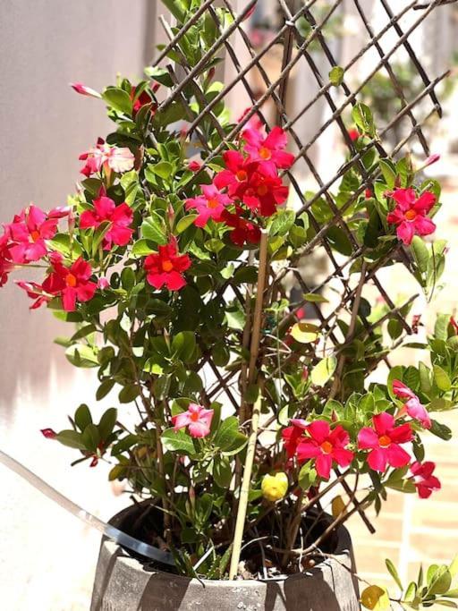 Santa Bárbara de Nexe Vila Lobo Algarve מראה חיצוני תמונה